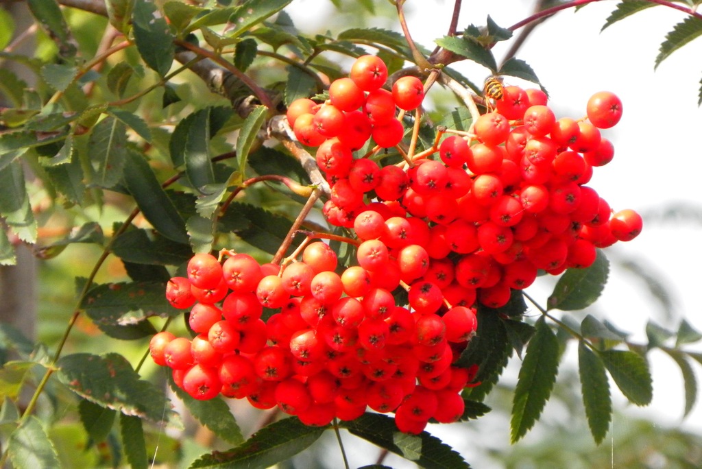 JARZĄB POSPOLITY 'ASPLENIFOLIA' (SORBUS AUCUPARIA)