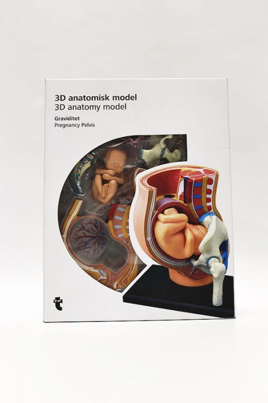 MODEL ANATOMICZNY 3D TIGER STAN