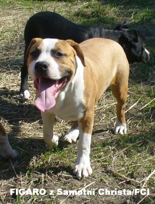 AMERICAN STAFFORDSHIRE TERRIER-Amstaf-rod ZKwP/FCI