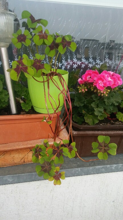 Oxalis Szczawik Deppego - cebulki