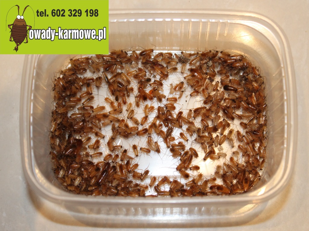 Karaczany tureckie S. lateralis 3-5mm 200 sztuk