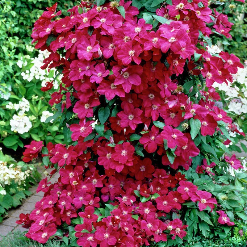 POWOJNIK CLEMATIS POLONEZ winooczerwony - P11