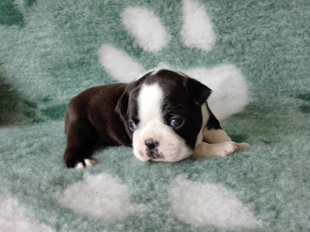 Boston terrier