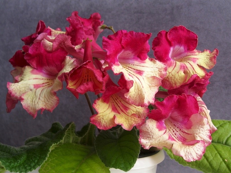 Skrętnik streptocarpus DS-Kalahari - duża sadzonk