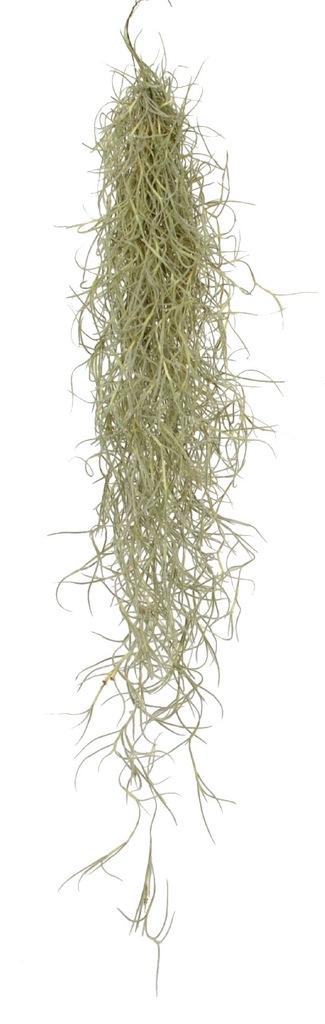 OPLĄTWA BRODACZKOWATA TILLANDSIA USNEOIDES SILVER