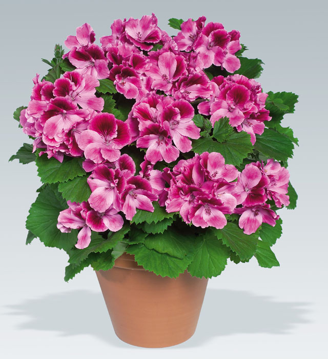 Pelargonia Angielska Aristo Candy Duże kwiaty