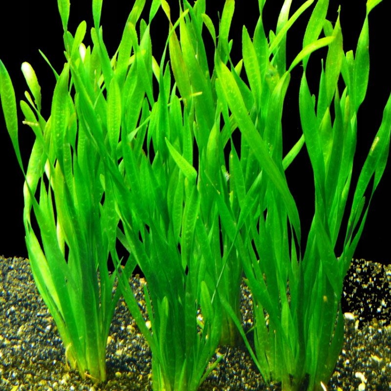 VALLISNERIA TORTA nurzaniec SKRĘCONE LIŚCIE 10 szt
