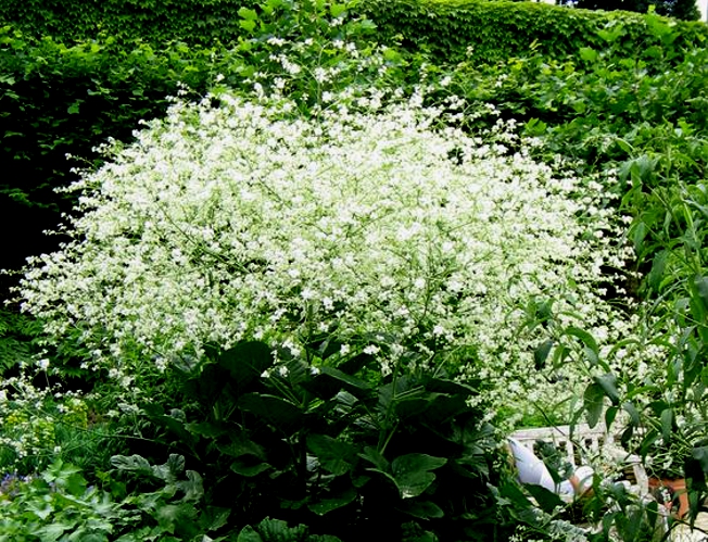 RUTEWKA DELAVAYA  WHITE BIAŁA    MGIEŁKA W OGRODZI