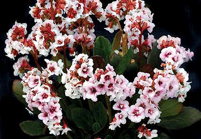 BERGENIA DRAGONFLY ANGEL KISS Ozdobna cały rok!