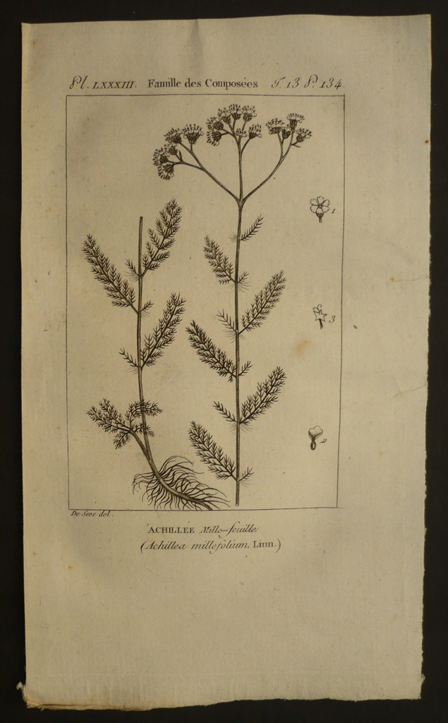 kwiat krwawnik pospolity, oryg. 1788