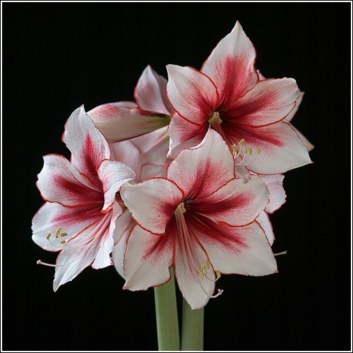 AMARYLIS HIPPEASTRUM CEBULA 22/24 TEMPTATION