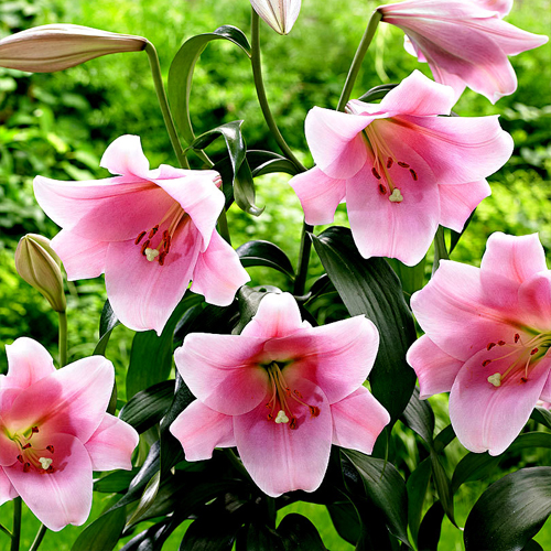 Lilia longiflorum LO DANCING LADY