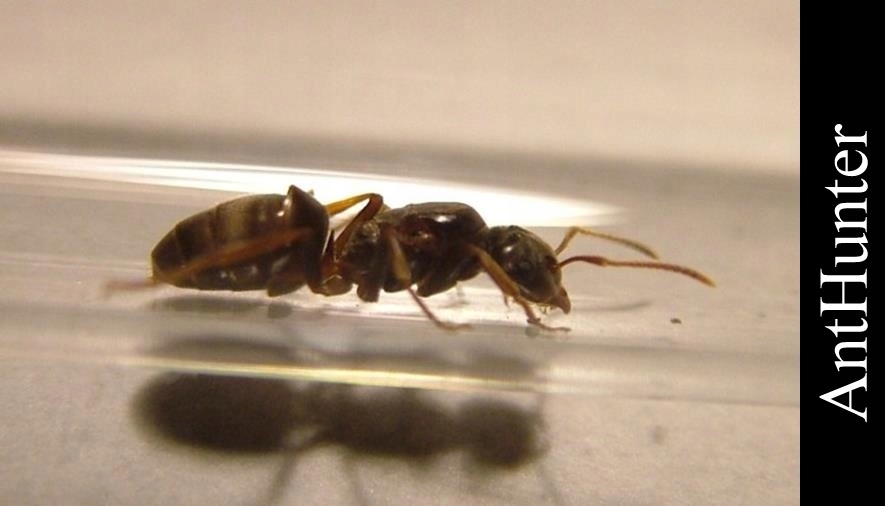 Mrówki Lasius umbratus