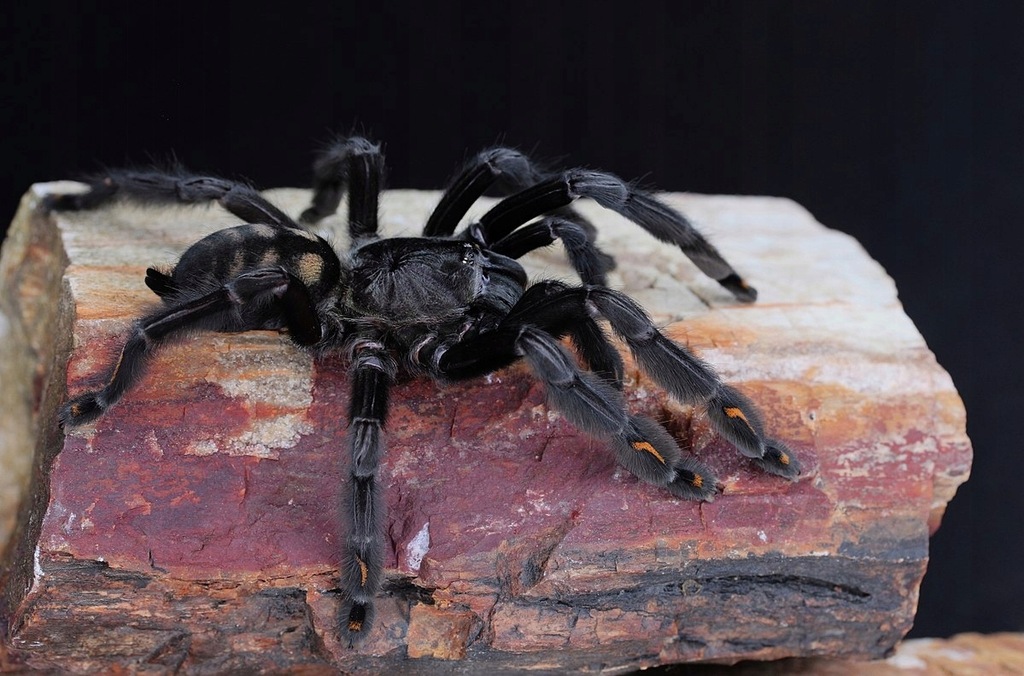 Psalmopoeus irminia – ptasznik wenezuelski L7/8