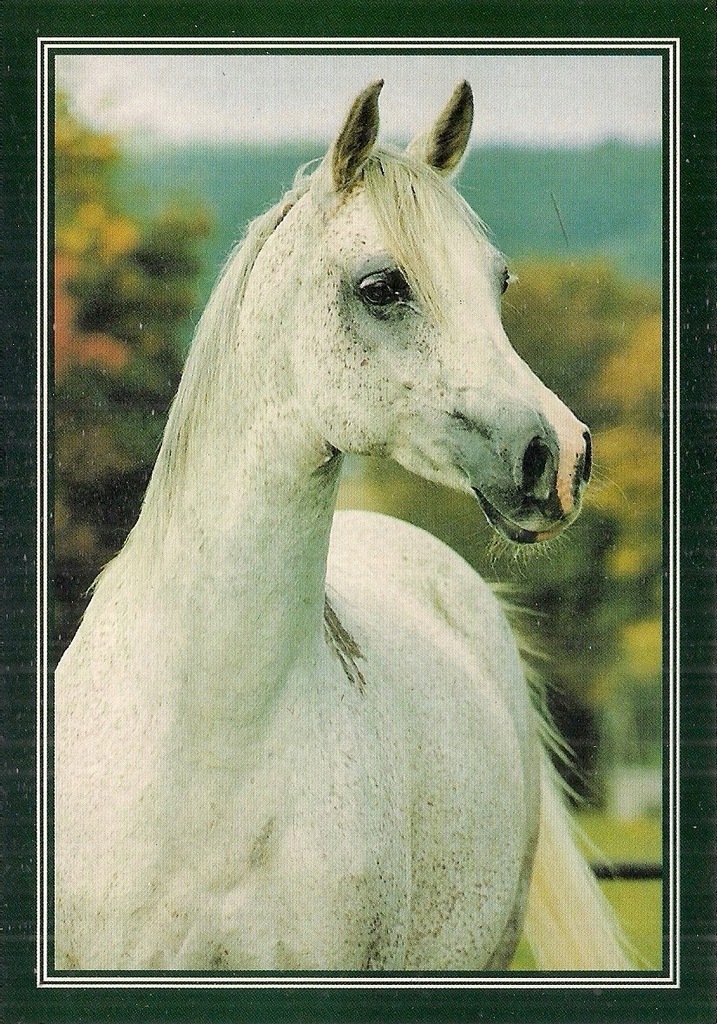 KONIE ARABSKIE Klacz RACZKOWSKA Equus nr 12