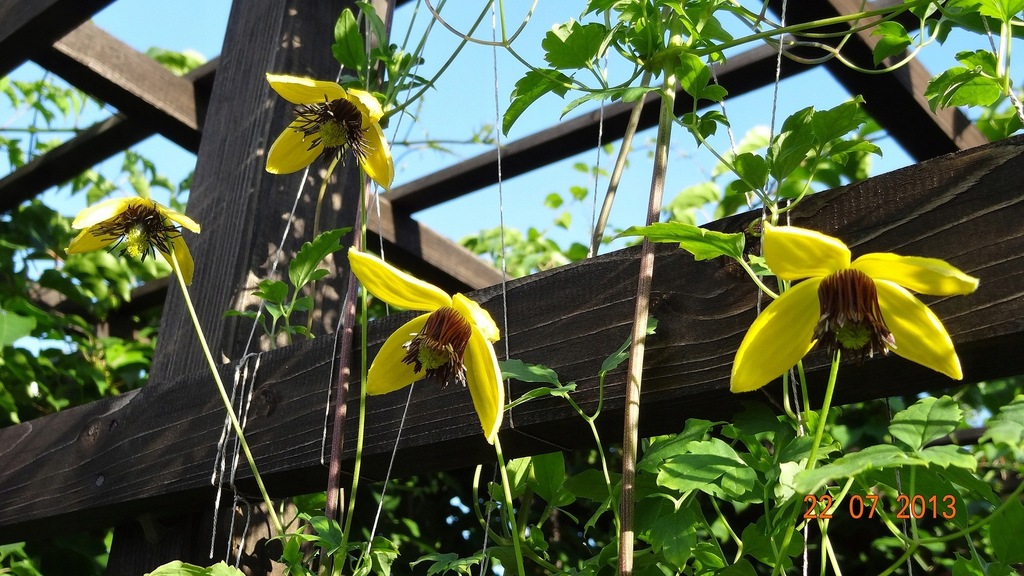 Clematis tangutica powojnik tangucki żółty