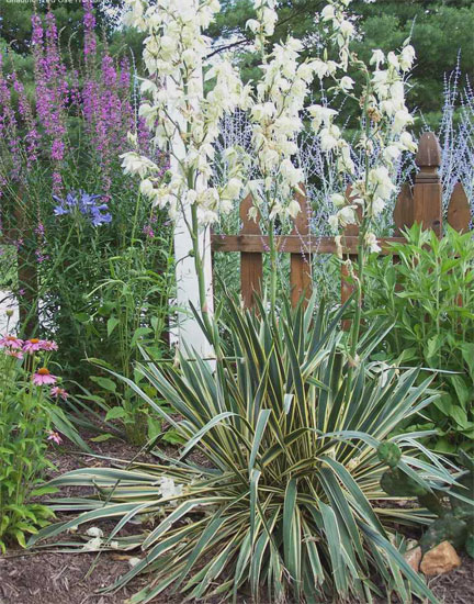 Juka yucca srebrzysta biały kwiat 2zł