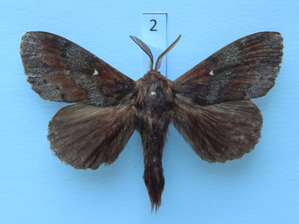 Barczatka sosnówka (Dendrolimus pini)3
