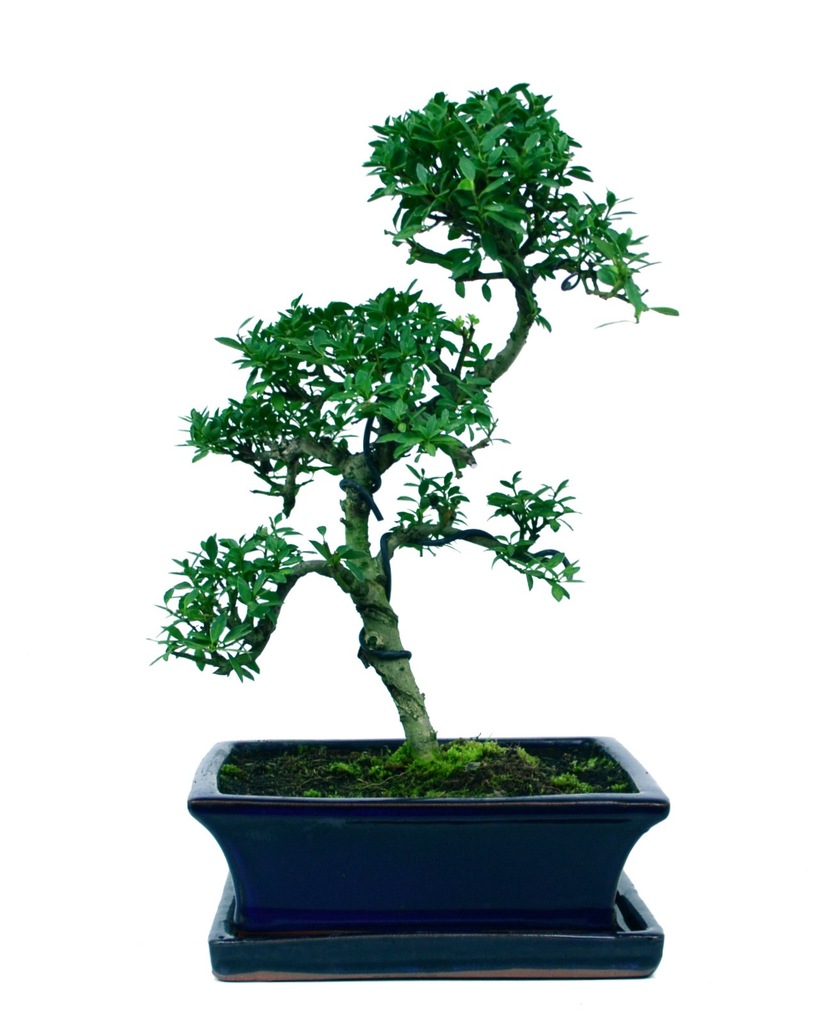 Ostrokrzew karbowany - ilex - bonsai domowy