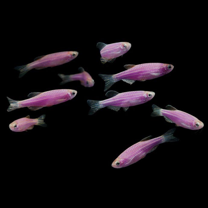 DANIO FIOLETOWE VIOLET - EKH WAWA