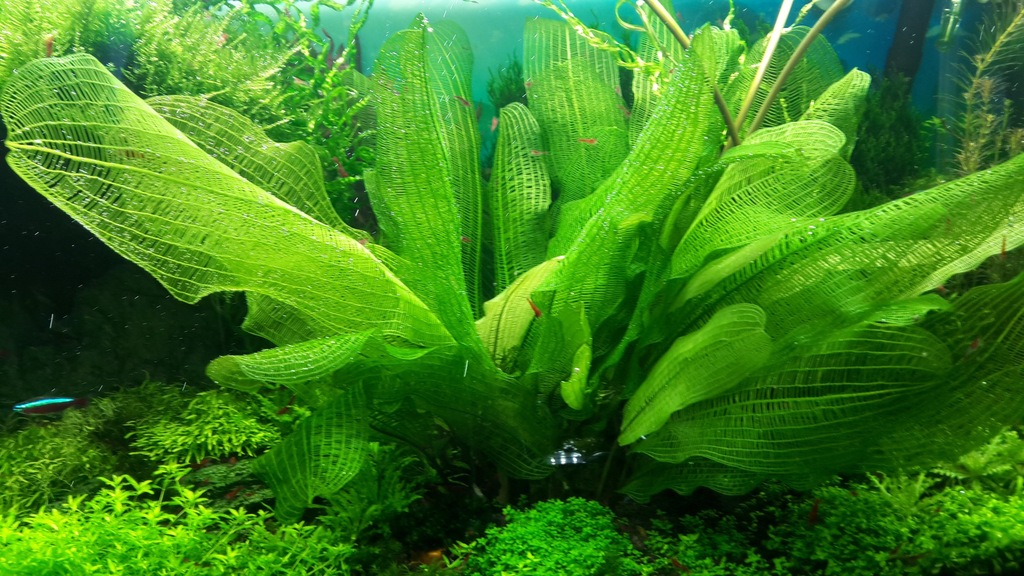 Aponogeton madagaskarski (Fenestralis)