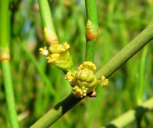 Herbata Indian (Ephedra Viridis) sadzonka 2 letnia