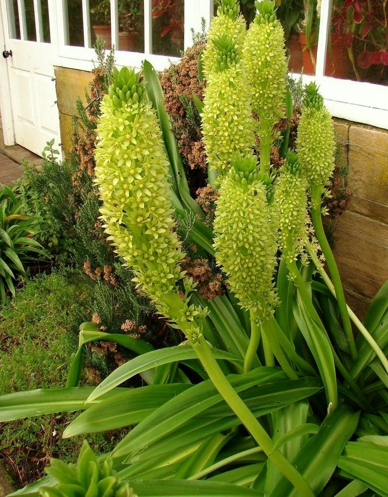 GIGANTYCZNA LILIA ANANASOWA Eucomis pallidiflora