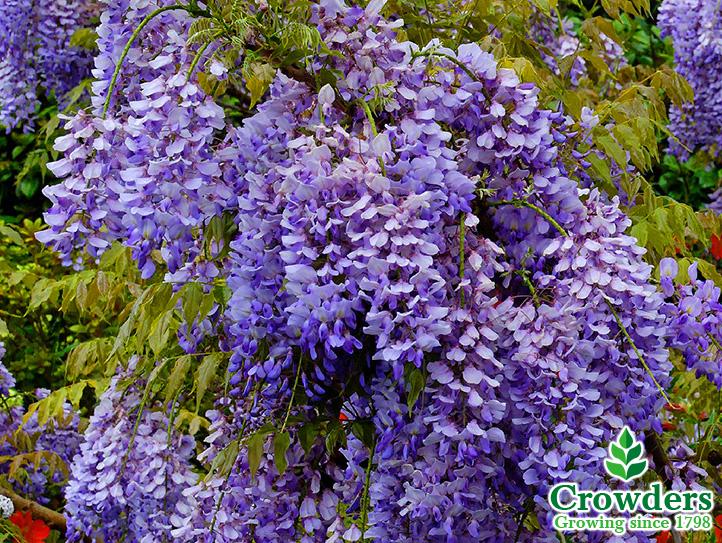 Glicynia sinensis 'Caroline' - Wisteria chińska