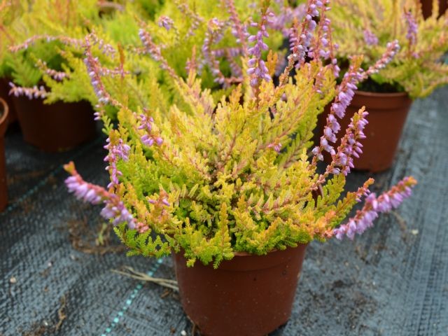 Wrzos BOSKOOP calluna vulgaris