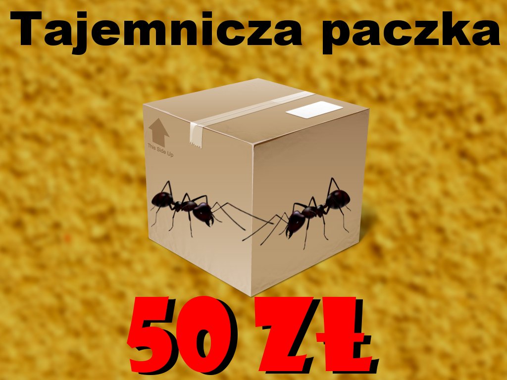 Mystery box, Mrówki hodowla mrówek, formikarium