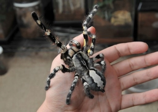 Poecilotheria regalis Indian ornamental Tarantula