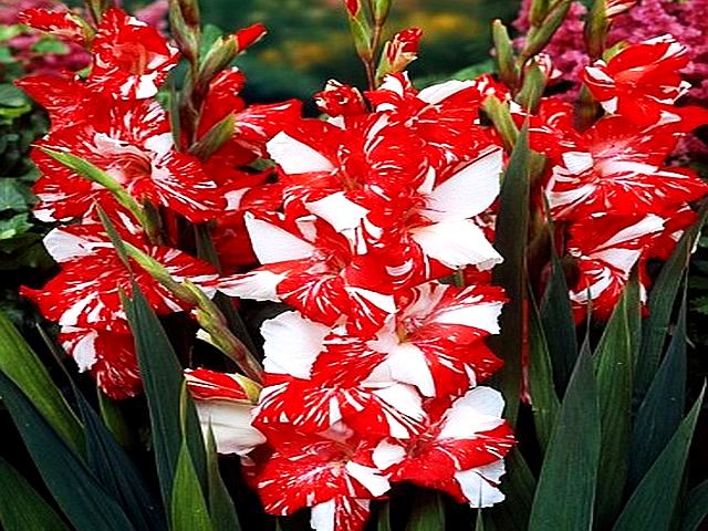 GLADIOLUS - MIECZYK ZIZANIE 5 szt + GRATIS *B