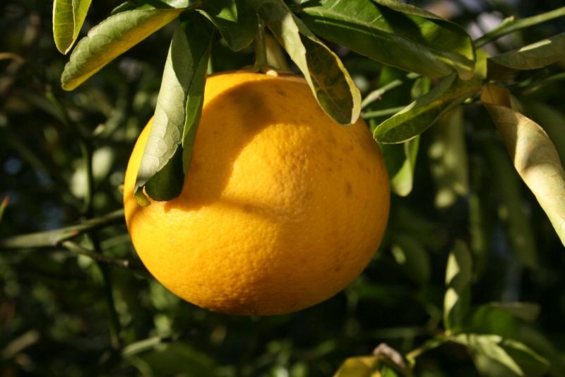 Citrange C-32Mrozoodporna mandarynka pomarańcza