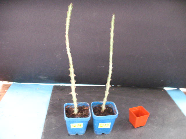 Kaktusy Euphorbia glochidiata nr3256 don 6x6cm
