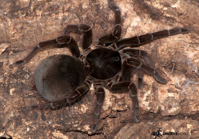 Theraphosa Blondi - GOLIAT - NAJWIĘKSZY PAJĄK !