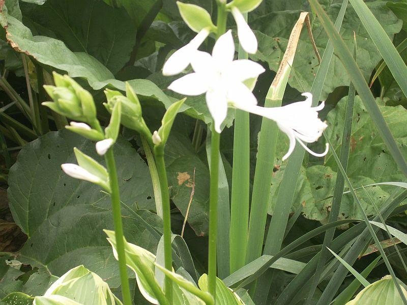 HOSTA funkia biało kwitnąca - sadzonki (5100)