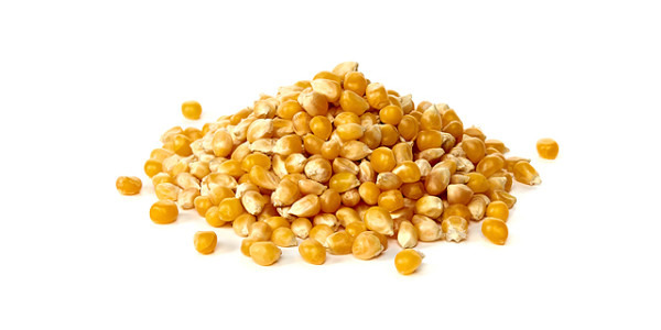 Kukurydza popcorn 25kg premium Worek Hurt