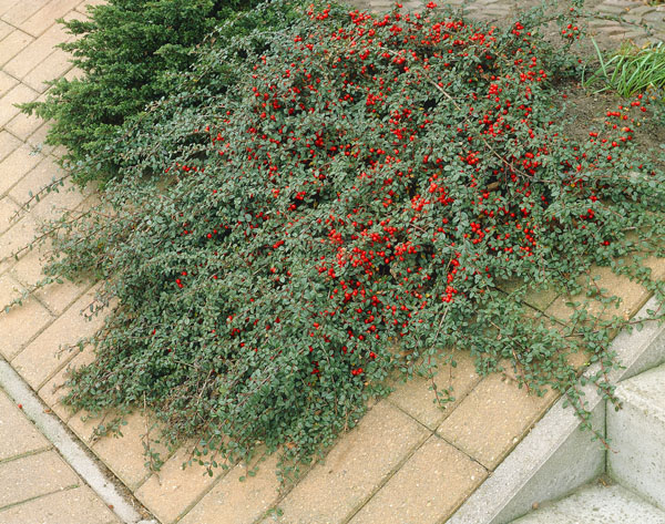 C2 IRGA DAMMERA URSYNÓW 10-20 CM. KRZEWY24