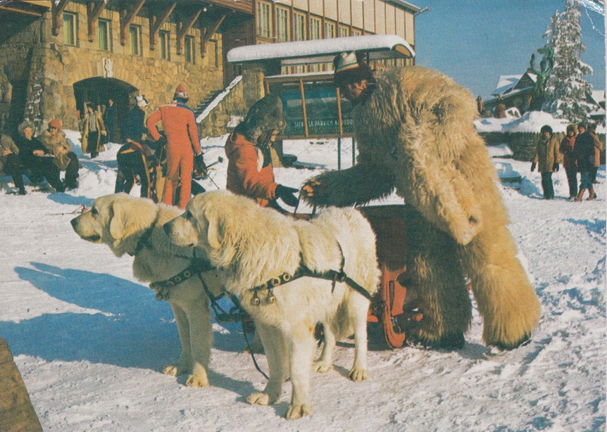 ZAKOPANE - GUBAŁÓWKA - PIES - OWCZAREK PODHALAŃSKI