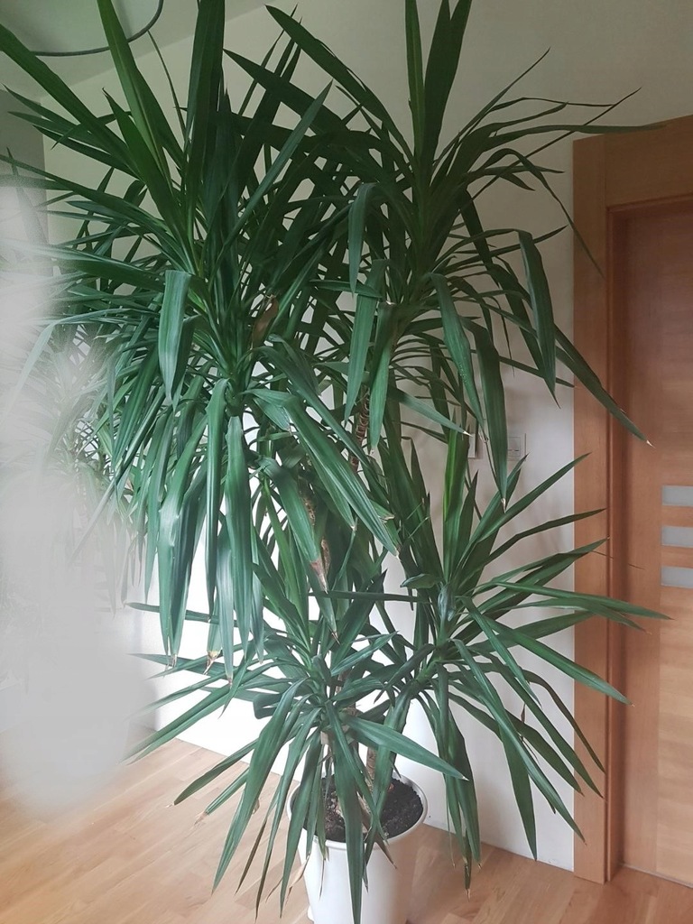 Juka, juca, 2 sztuki w jednej doniczce, ok. 2 m