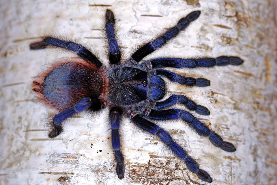 Pterinopelma sazimai SAMICA ~ 5 DC
