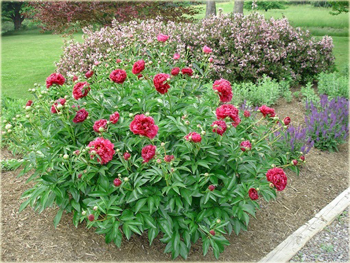 bylina Piwonia Karl Rosenfield Paeonia lactiflor