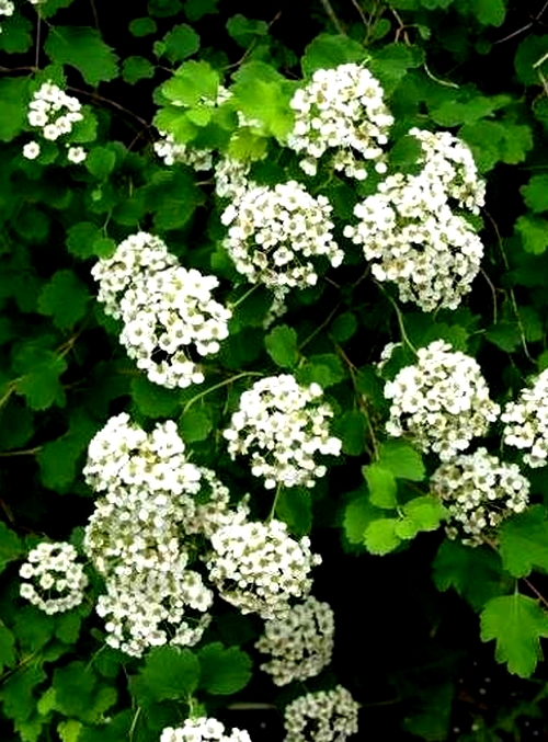Tawuła trójłatkowa - białe C2 20-60cm
