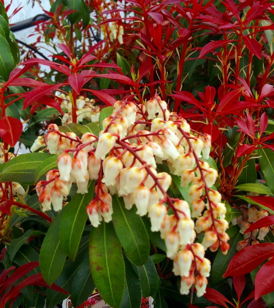 Pieris japonica Bonfire