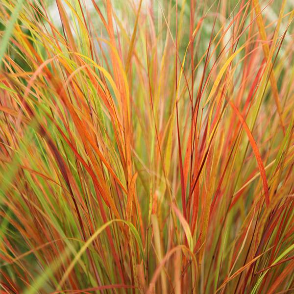 Ostnica trzcinowata Anemanthele Pheasants Tail P9 - 6671242748