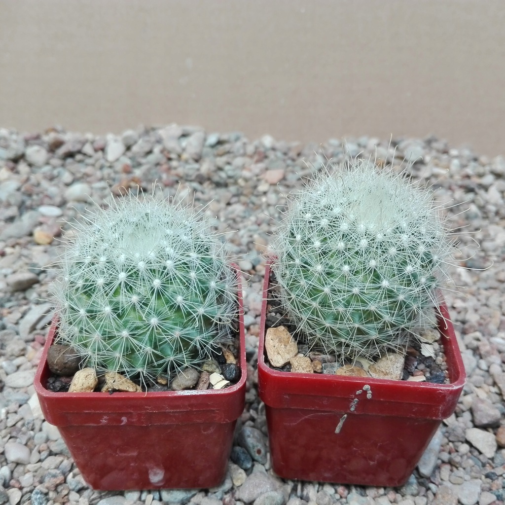 KAKTUSY-MAMMILLARIA SENILIS-24