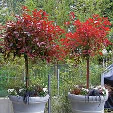 BERBERYS CORONA 60CM NA PNIU SZCZEPIONY