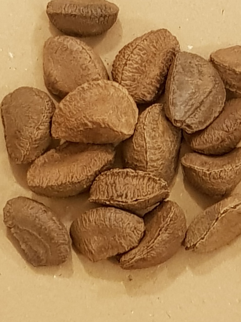 orzechy brazylijskie w łupinach