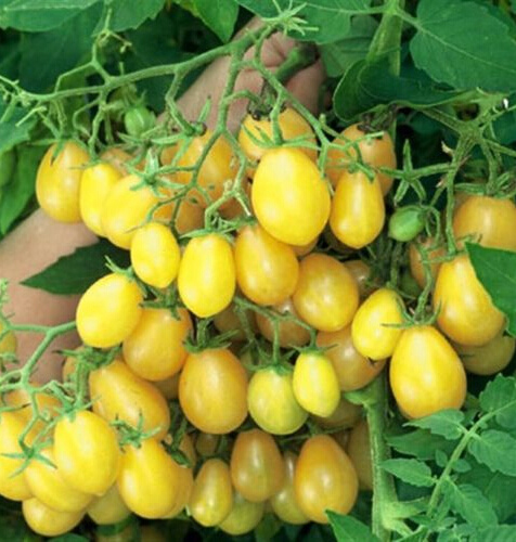 POMIDOR CYTRYNOWY ŻÓŁTY CHERRY GRONIASTY SŁODKI