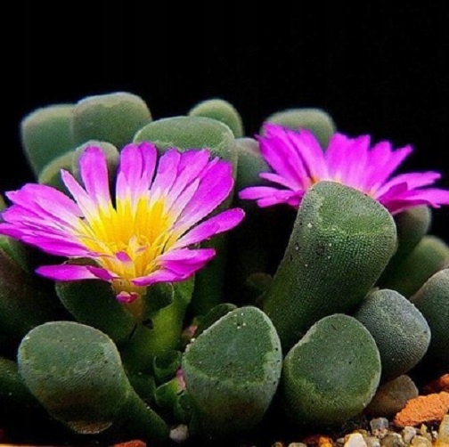 Frithia pulchra ... sukulent.... Friczia piękna